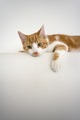 Lazy red and white tabby cat lying on the couch - PhotoDune Item for Sale
