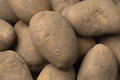 Dutch variety potato called Bintje full frame close up - PhotoDune Item for Sale