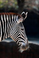 Zebra - PhotoDune Item for Sale