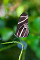 Zebra Longwing Butterfly - PhotoDune Item for Sale