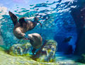 Kissing Sea Lions - PhotoDune Item for Sale