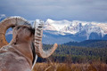 Bighorn Sheep - PhotoDune Item for Sale