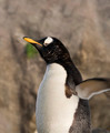 Gentoo Penguin - PhotoDune Item for Sale