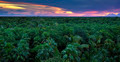 Jungle Canopy - PhotoDune Item for Sale