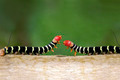 Caterpillar Duel - PhotoDune Item for Sale