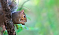 Squirrel In A Tree - PhotoDune Item for Sale
