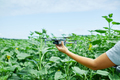 Man learning how to pilot her drone in, male using, piloting, fly drone on field of sunflowers - PhotoDune Item for Sale