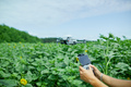 Man learning how to pilot her drone in, male using, piloting, fly drone on field of sunflowers - PhotoDune Item for Sale