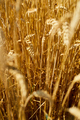Close up wheat harvest, wheat field background in the sun day, summer - PhotoDune Item for Sale