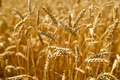 Close up wheat harvest, wheat field background in the sun day, summer - PhotoDune Item for Sale
