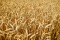 Close up wheat harvest, wheat field background in the sun day, summer - PhotoDune Item for Sale