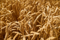 Close up wheat harvest, wheat field background in the sun day, summer - PhotoDune Item for Sale