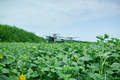 Close up of Fly drone on field of sunflowers, summer - PhotoDune Item for Sale
