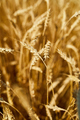 Close up wheat harvest, wheat field background in the sun day, summer - PhotoDune Item for Sale