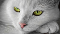 Portrait of adult white cat with green eyes - PhotoDune Item for Sale