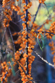 Branch of sea buckthorn with bright ripe berries - PhotoDune Item for Sale