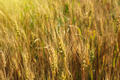 Ripening ears of yellow wheat field - PhotoDune Item for Sale