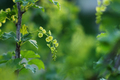 Currant bush during flowering. Small flowers collected in bunches or inflorescences, close-up on a - PhotoDune Item for Sale