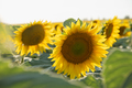 Sunflowers close-up. - PhotoDune Item for Sale