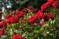 Red roses garden - PhotoDune Item for Sale