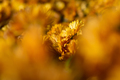 Background of yellow-orange chrysanthemums closeup - PhotoDune Item for Sale