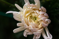 Pink chrysanthemum close - up on a blurry background. - PhotoDune Item for Sale
