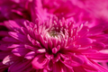 Background of pink chrysanthemums close-up with a copy of the space. - PhotoDune Item for Sale