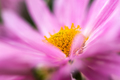 Background of pink chrysanthemums close-up. - PhotoDune Item for Sale