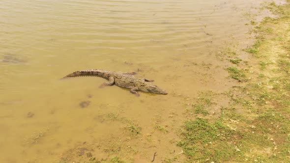 Crocodiles in the Lake