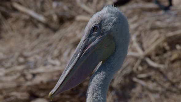 Young Dalmatian Pelican or Pelecanus Crispus in a Wild