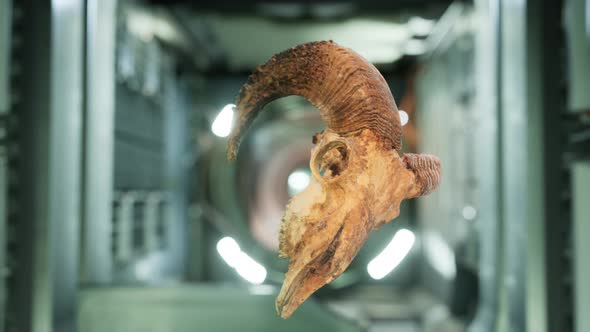 Skull of Dead Ram in International Space Station alt