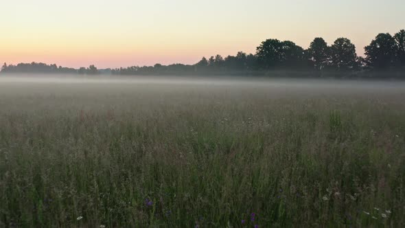 Flight Above Meadow