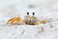 Ghost Crab - PhotoDune Item for Sale