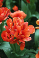 Red tulip field, plantation. Bright dark gentle delicate natural spring background. - PhotoDune Item for Sale