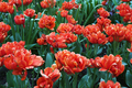 Red tulip field, plantation. Bright dark gentle delicate natural spring background. - PhotoDune Item for Sale