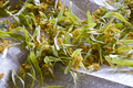 Linden flowers, leaves are dried on a newspaper. Dry organic ecological herbal tea. Antistress - PhotoDune Item for Sale