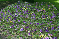 Viola tricolor field, plantation. Bright dark gentle delicate natural spring background. - PhotoDune Item for Sale