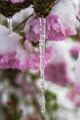 Icicle on and snow covered pink cherry blossoms - PhotoDune Item for Sale