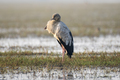 Asian open billed stork  - PhotoDune Item for Sale