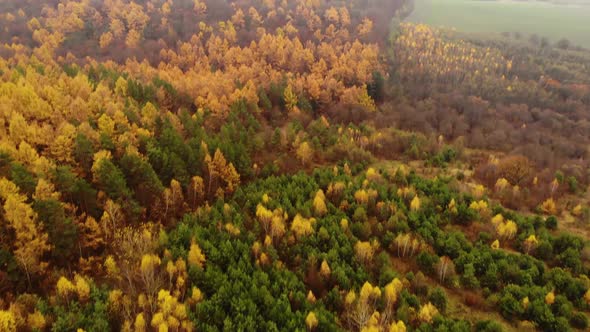 Amazing aerial birds eye view forest, trees at fall season.