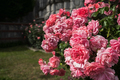 Pink roses garden. - PhotoDune Item for Sale