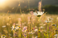 Bright rays of the sun illuminate the field with daisies - PhotoDune Item for Sale