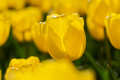 Blooming spring yellow tulips close-up - PhotoDune Item for Sale