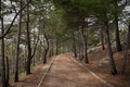A path in a pine forest. Sunny autumn day in the forest. - PhotoDune Item for Sale
