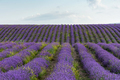 Lavender field straight beautiful rows. - PhotoDune Item for Sale