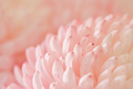 Chrysanthemum flower macro shot. - PhotoDune Item for Sale