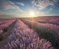 Meadow of lavender at sunset. - PhotoDune Item for Sale