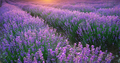 Meadow of lavender texture - PhotoDune Item for Sale