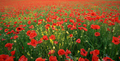Spring meadow of poppies texture - PhotoDune Item for Sale