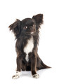 chihuahua in studio - PhotoDune Item for Sale